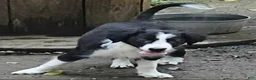 Border Collie dogs for sale: Noddy - Ad 2