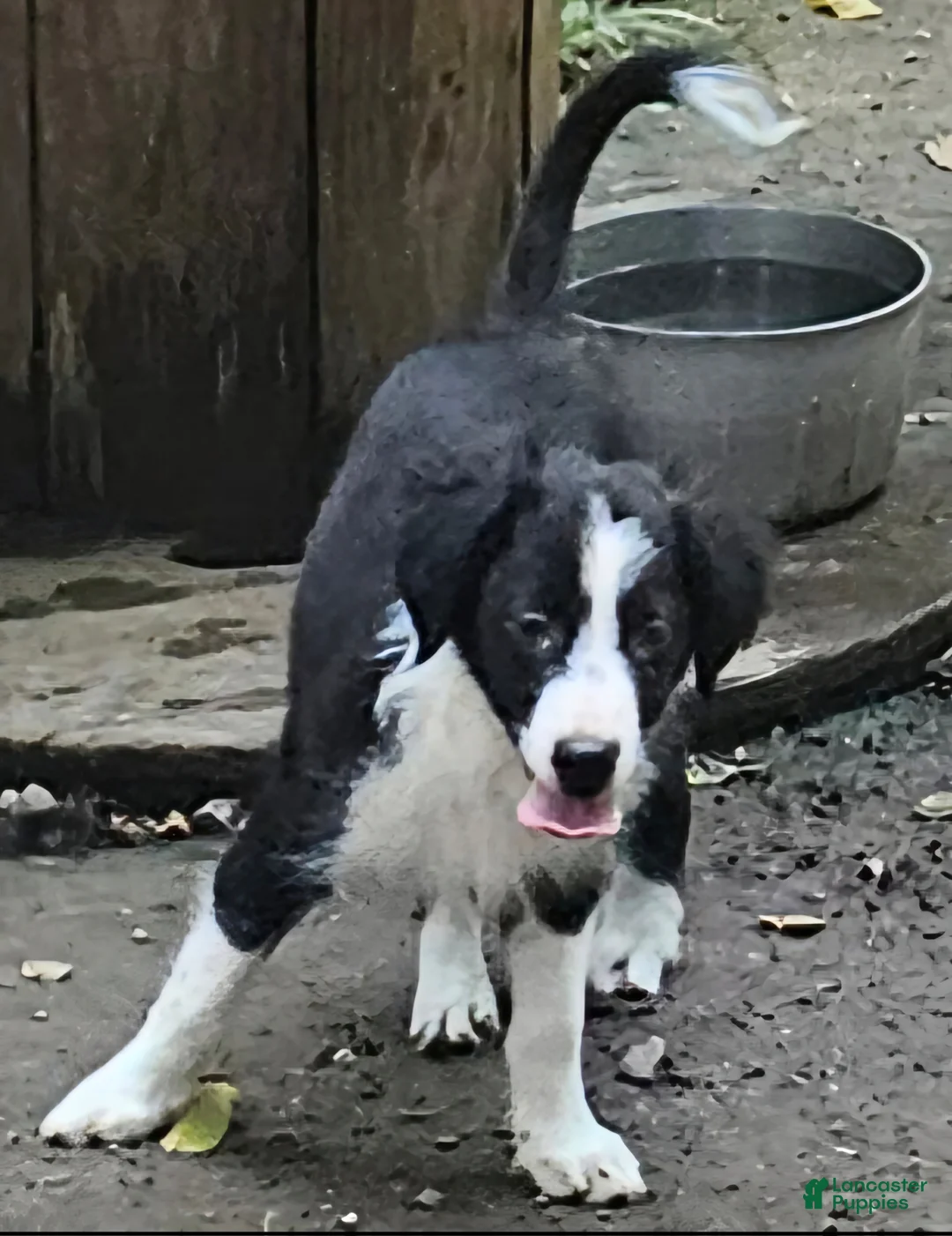 Border Collie dogs for sale: Noddy - Ad 2
