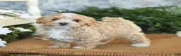 Maltipoo dogs for sale: Hazel - Ad 4