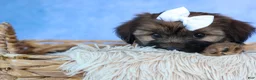 Shorkie dogs for sale: SALLY - Ad 11