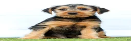 Yorkshire Terrier dogs for sale: Flash - Ad 2