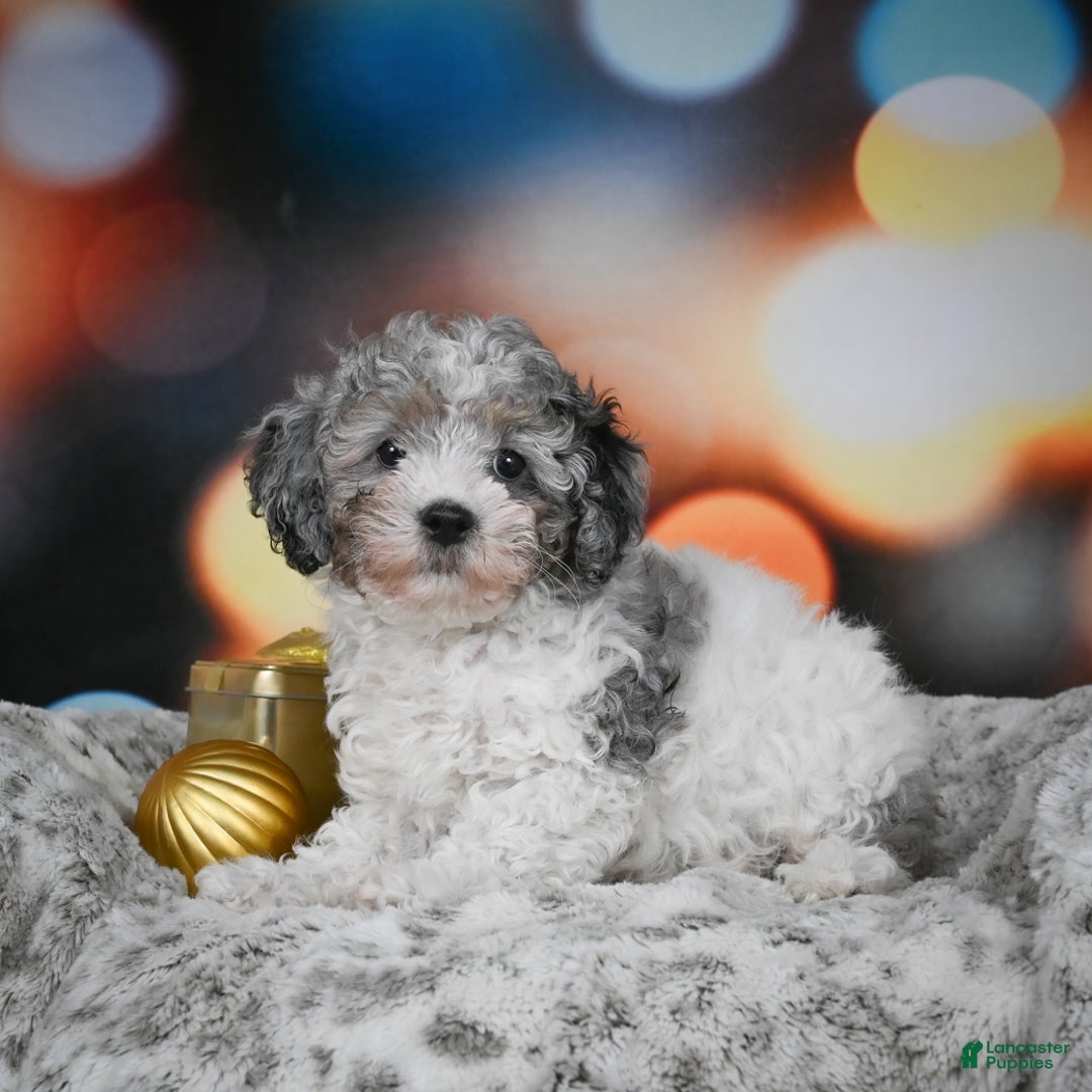 Cockapoo dogs for sale: Carl - Ad 3