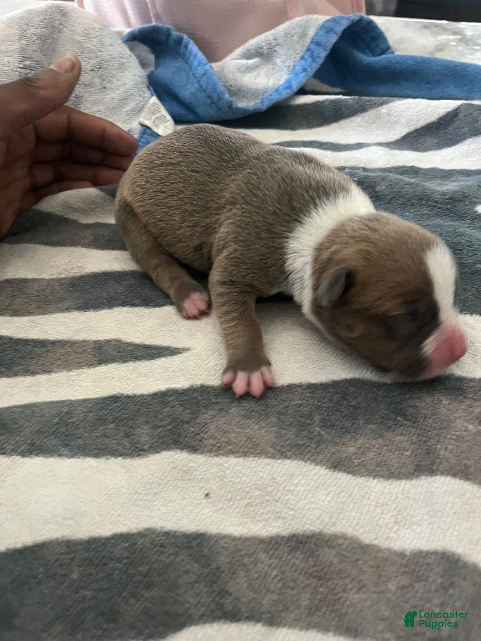 American Bully dogs American Bully Puppy 3 - Ad 29