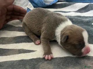 American Bully dogs American Bully Puppy 3 - Ad 29