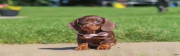 Miniature Dachshund dogs for sale: Lily - Ad 1