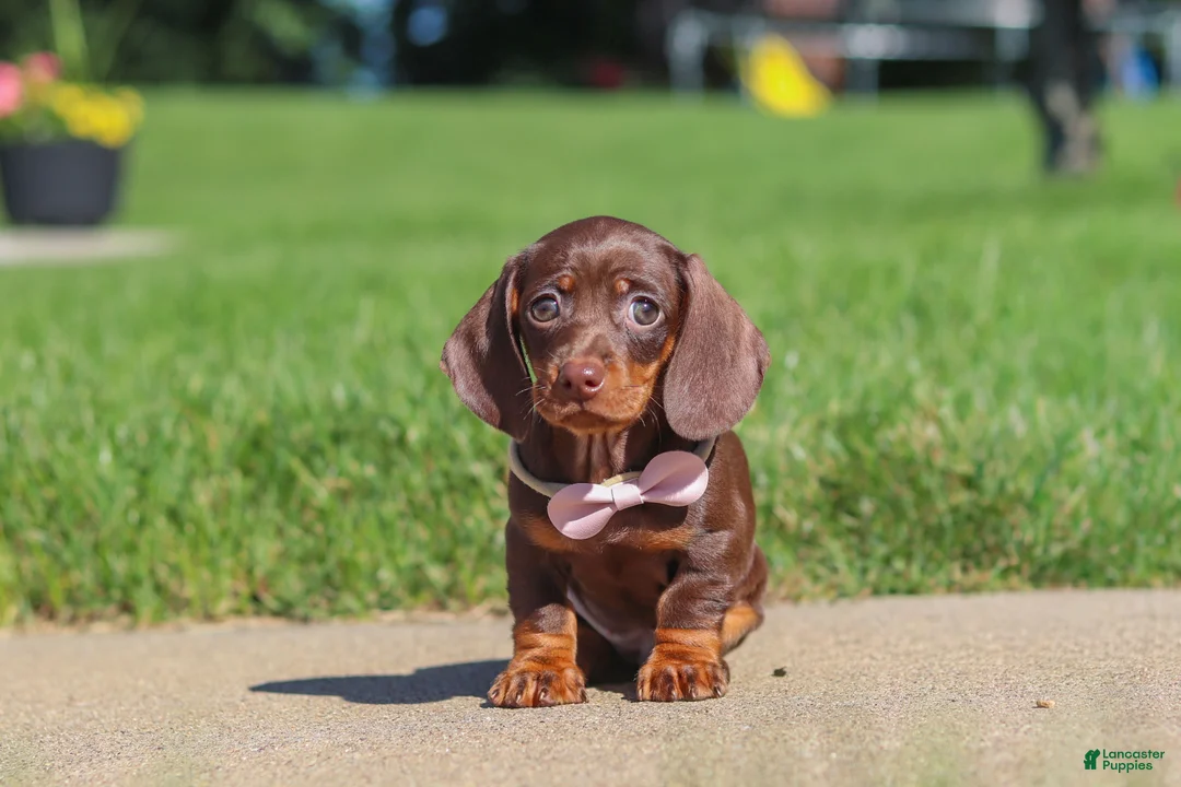 Miniature Dachshund dogs for sale: Lily - Ad 1