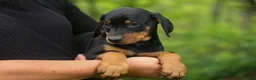 Doberman Pinscher dogs for sale:  Delta (Black Rust) 🖤🐾 - Ad 18