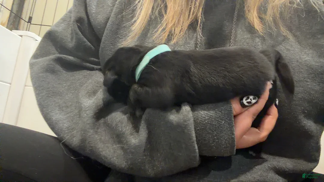 Mixed Breed dogs for sale: Vixen  - Ad 2