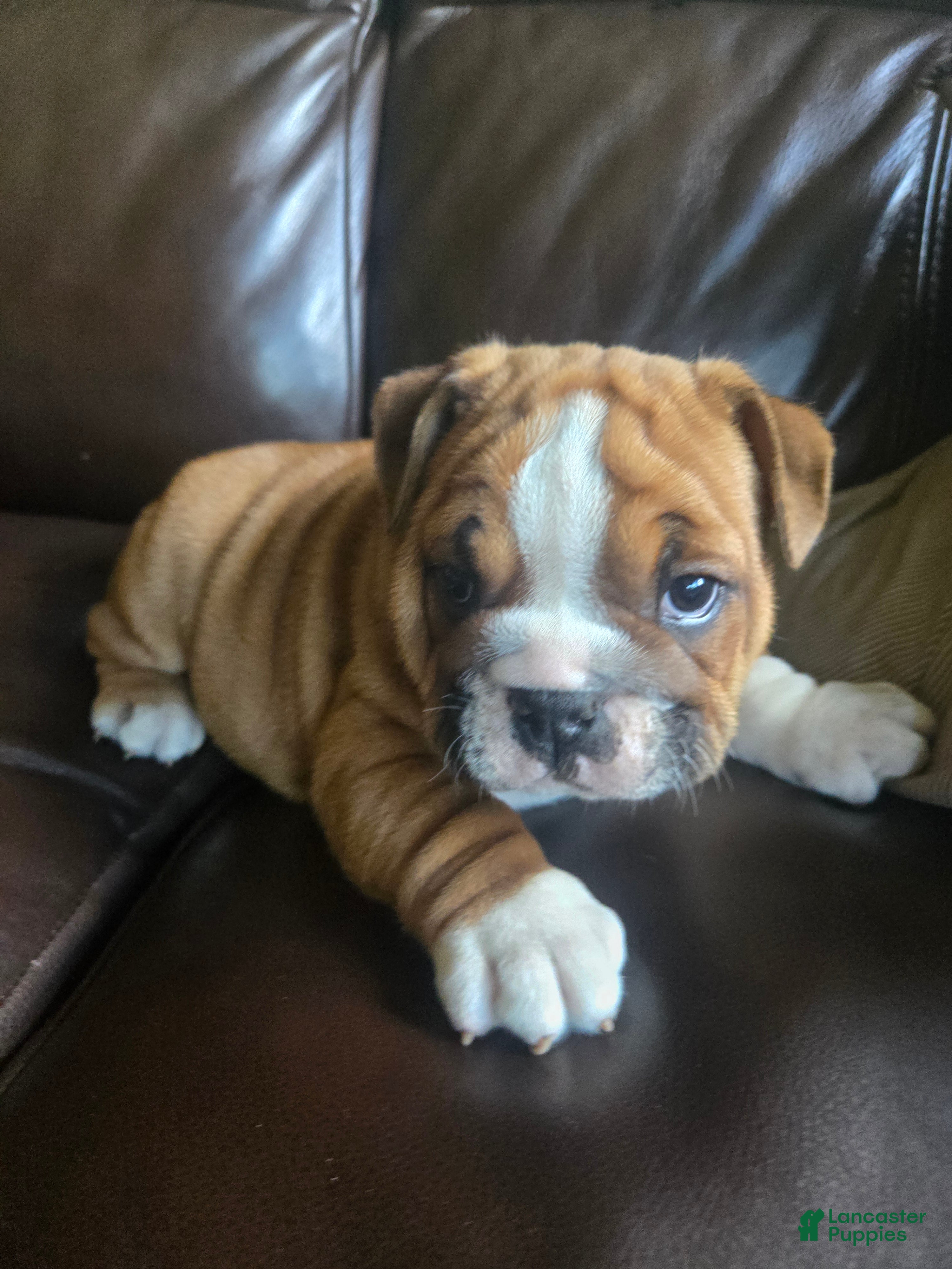 English Bulldog dogs Winston Churchill Bishop - Ad 2