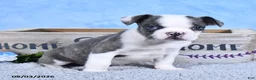 Frenchton dogs for sale: Bingo - Ad 2