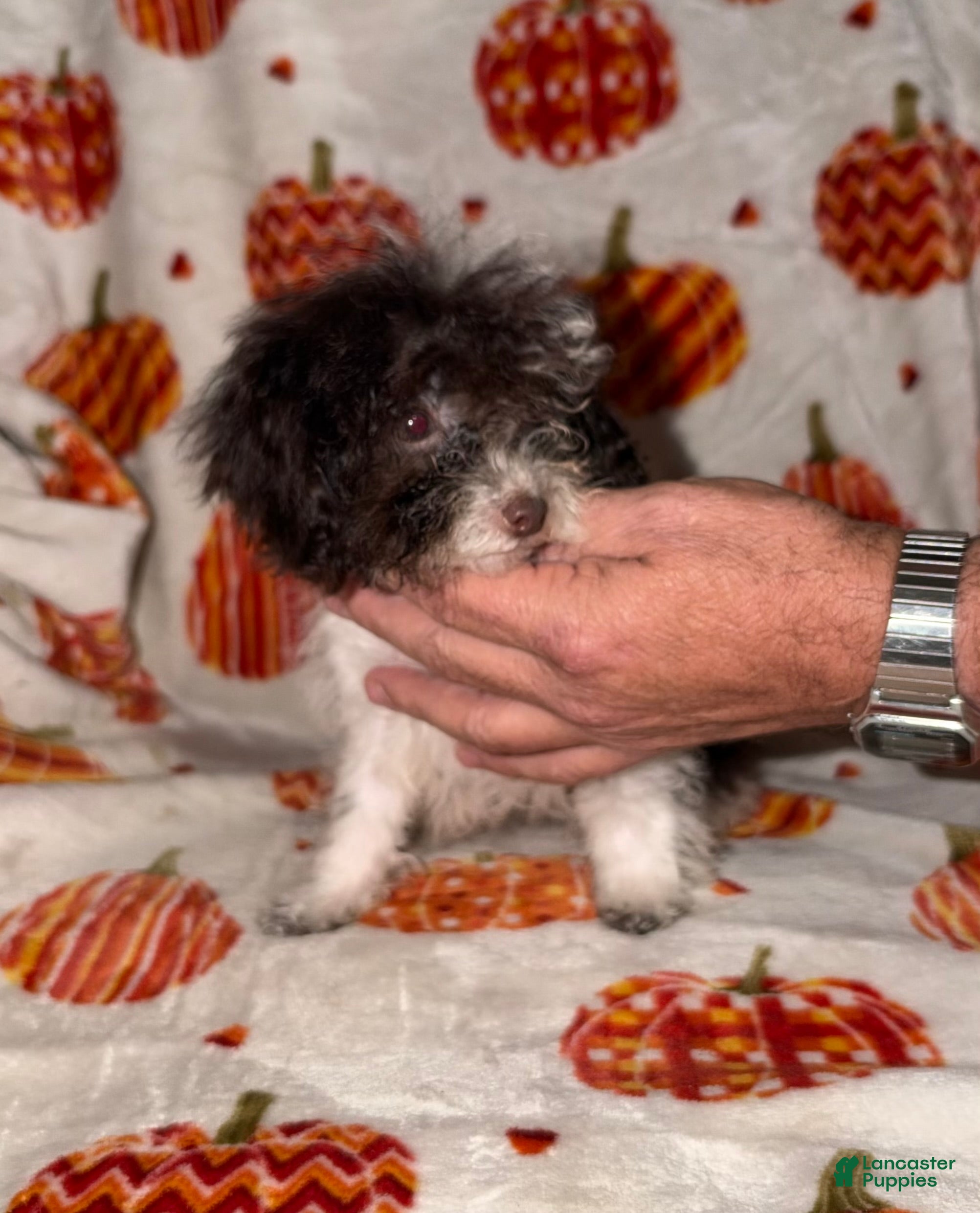 Toy Poodle dogs for sale: Itsy - Ad 7