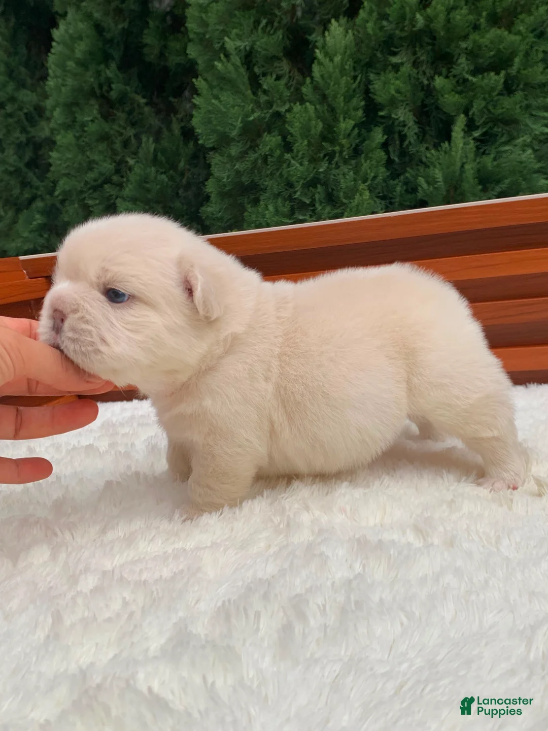 French Bulldog dogs for sale: Snow White - Ad 2
