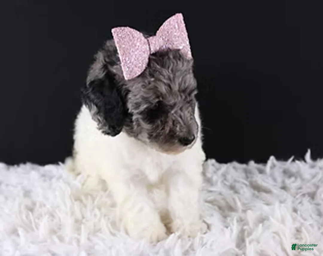 Standard Poodle dogs for sale: Willow - Ad 3