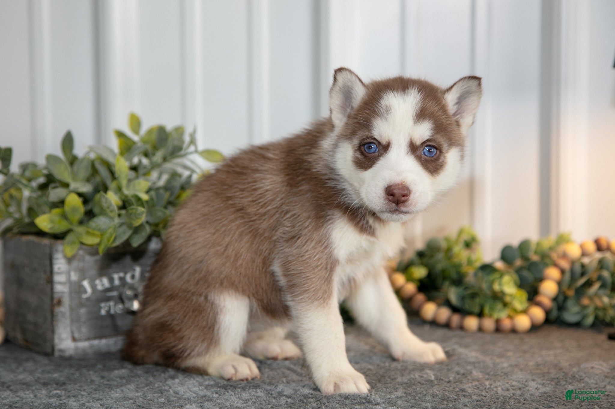 Siberian Husky dogs Torrence - Ad 27