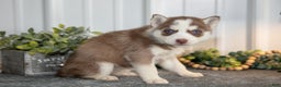 Siberian Husky dogs for sale: Torrence - Ad 1