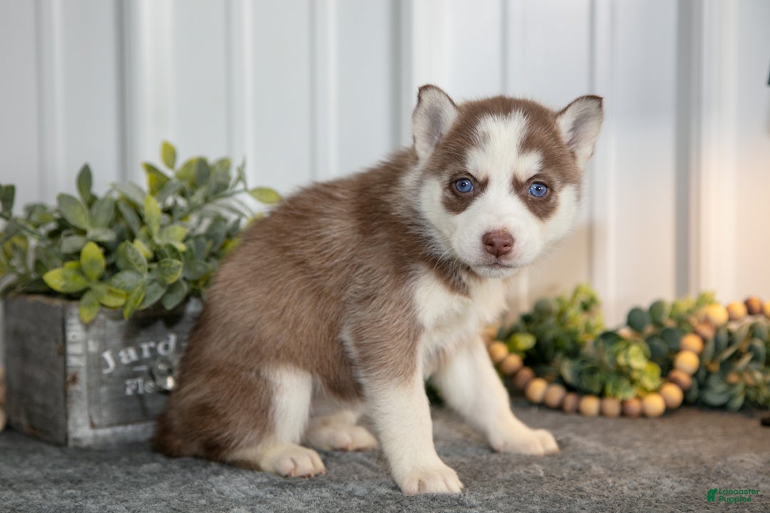 Siberian Husky dogs for sale: Torrence - Ad 1