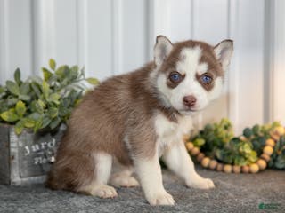 Siberian Husky dogs Torrence - Ad 18