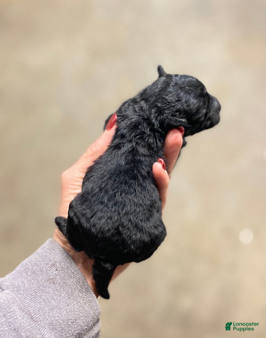 Mixed Breed dogs for sale: Mixed Breed Puppy 1 - Ad 2