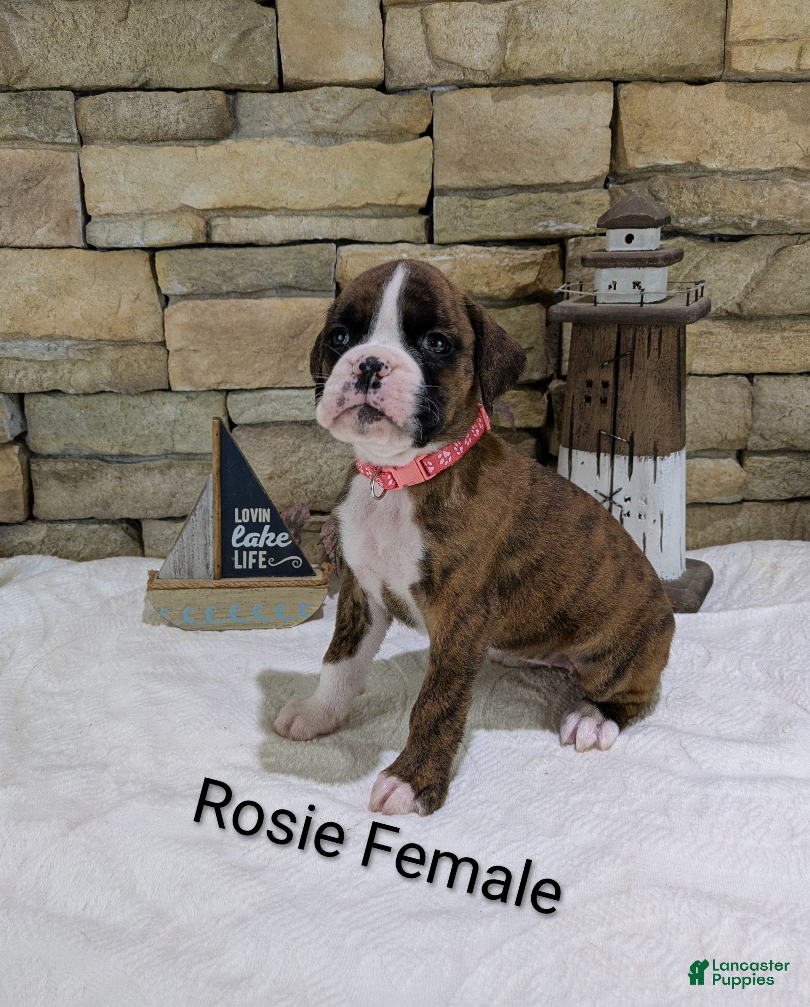 Boxer dogs Rosie Female - Ad 2