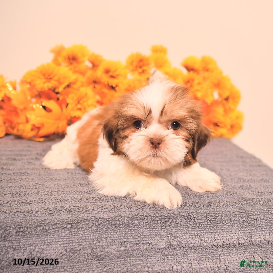 Shih Tzu dogs Lance  - Ad 1