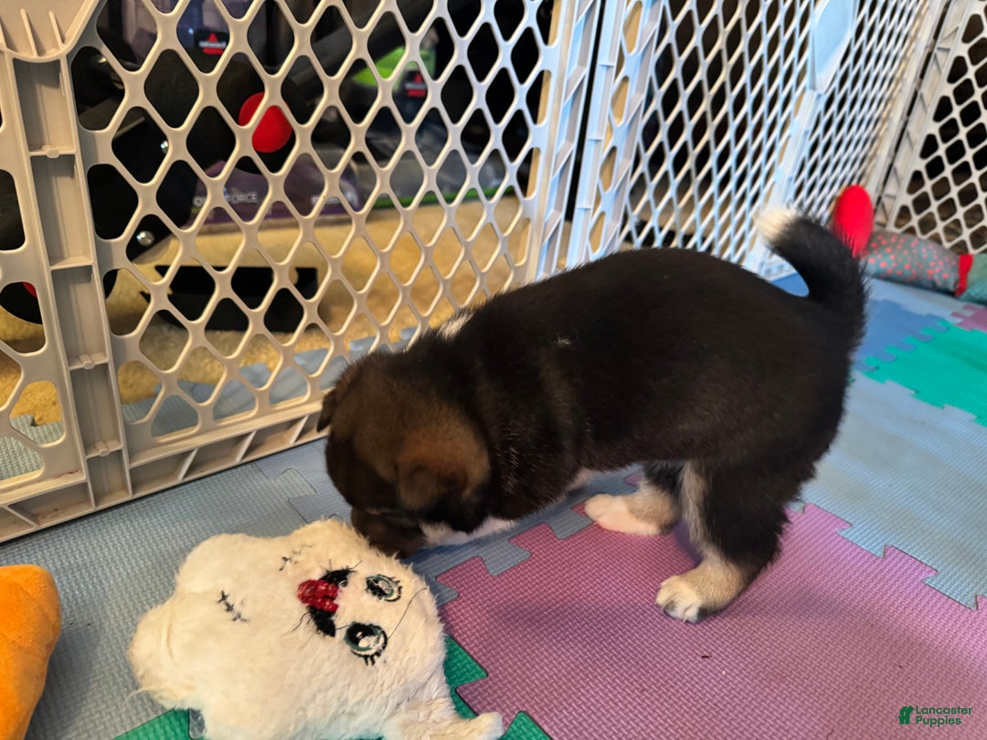 Shiba Inu dogs for sale: Shiba Inu Puppy 2 - Ad 15