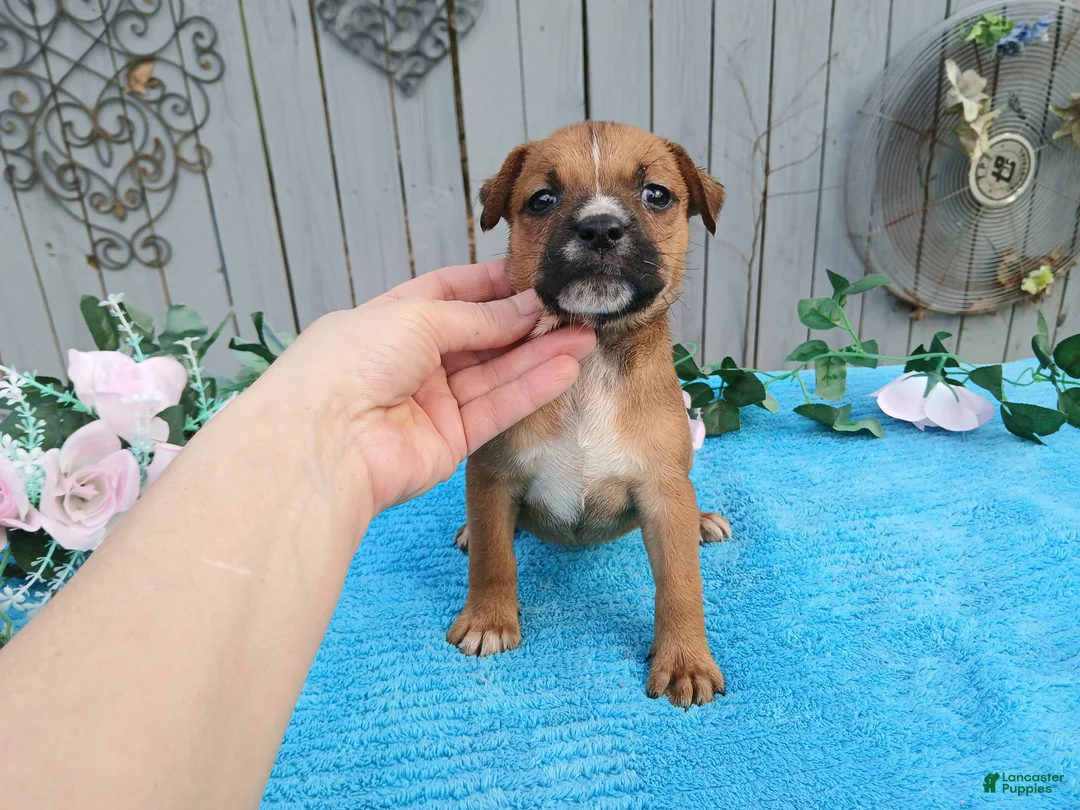 Mixed Breed dogs for sale: 1/2 BlueHeeler 1/2 Bulldog, Nationwide delivery  - Ad 4