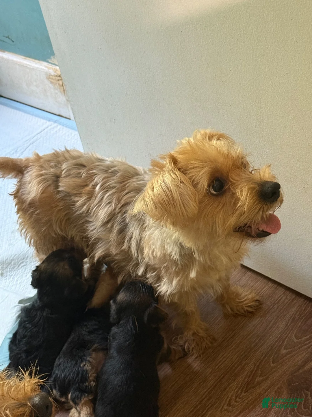 Yorkshire Terrier dogs for sale: Blossom - Ad 15