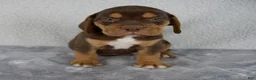 Beabull dogs for sale: Ollie - Ad 3