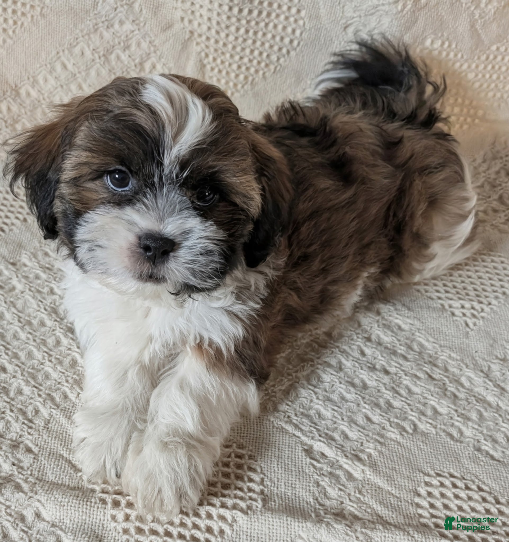 Mixed Breed dogs Waylon - Ad 2