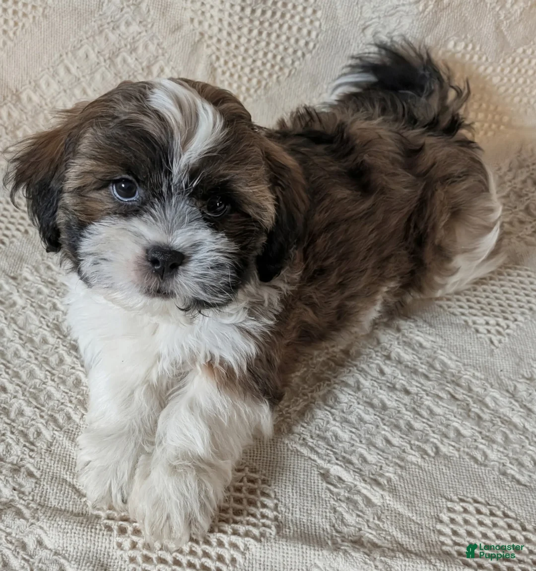 Mixed Breed dogs for sale: Waylon - Ad 2