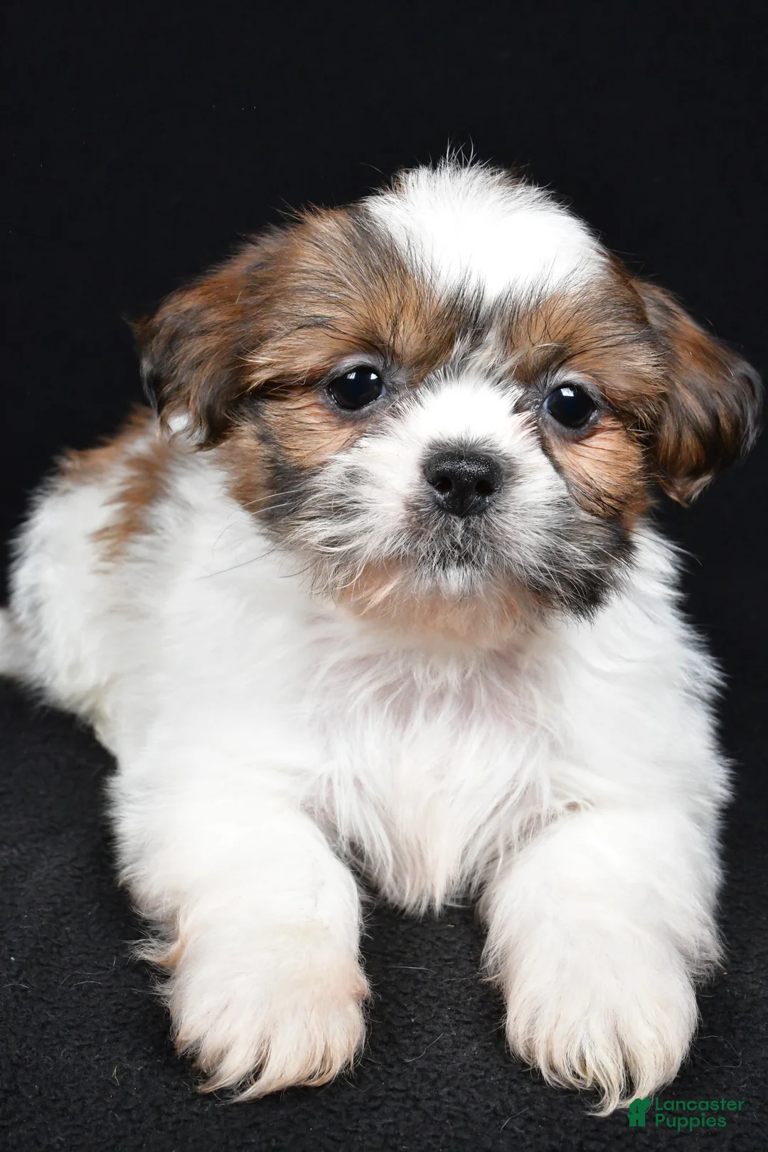 Shih Tzu dogs for sale: Bella - Ad 4