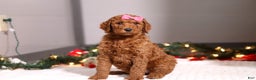 Standard Poodle dogs for sale: Lainey - Ad 1