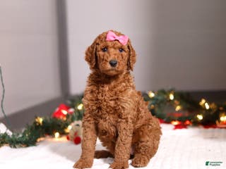 Standard Poodle dogs Lainey - Ad 19