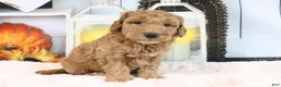 Mini Goldendoodle dogs for sale: Fido - Ad 3