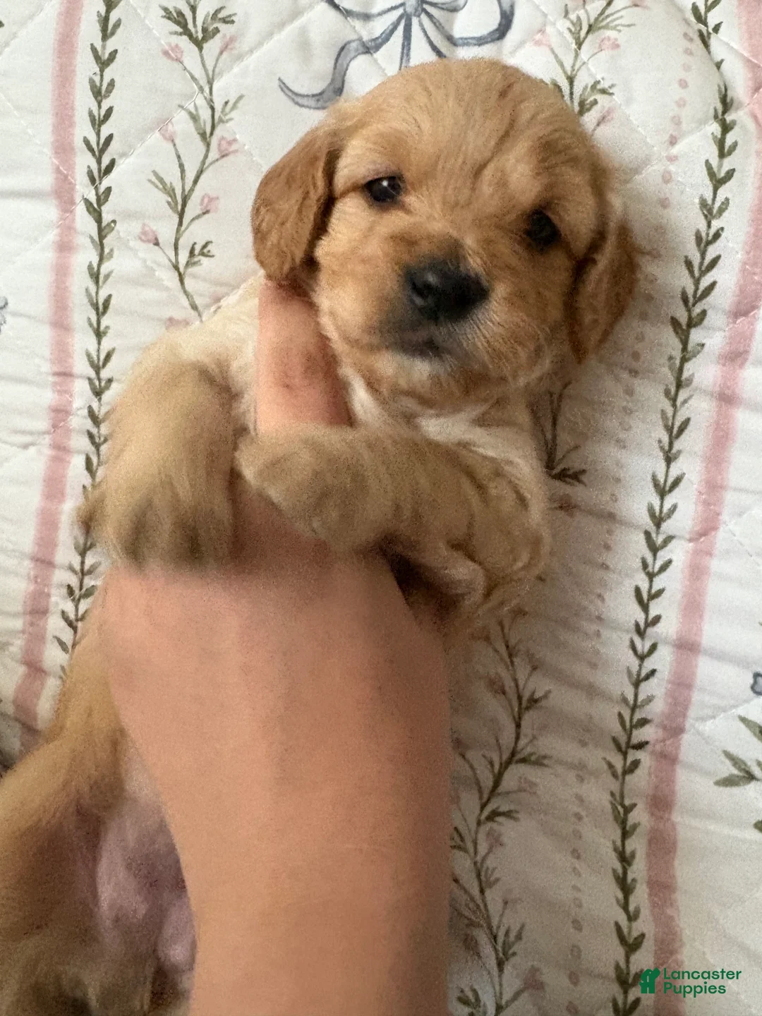 Mini Goldendoodle dogs for sale: Golden #2 - Ad 2