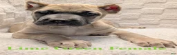 Cane Corso dogs for sale: Lime Green  - Ad 5
