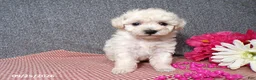 Bichpoo dogs for sale: Tami - Ad 4