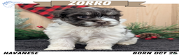 Havanese dogs for sale: Zorro - Ad 1