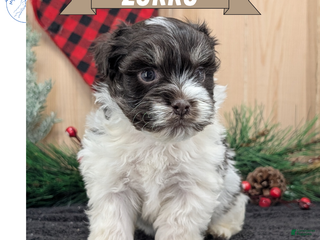 Havanese dogs Zorro - Ad 3