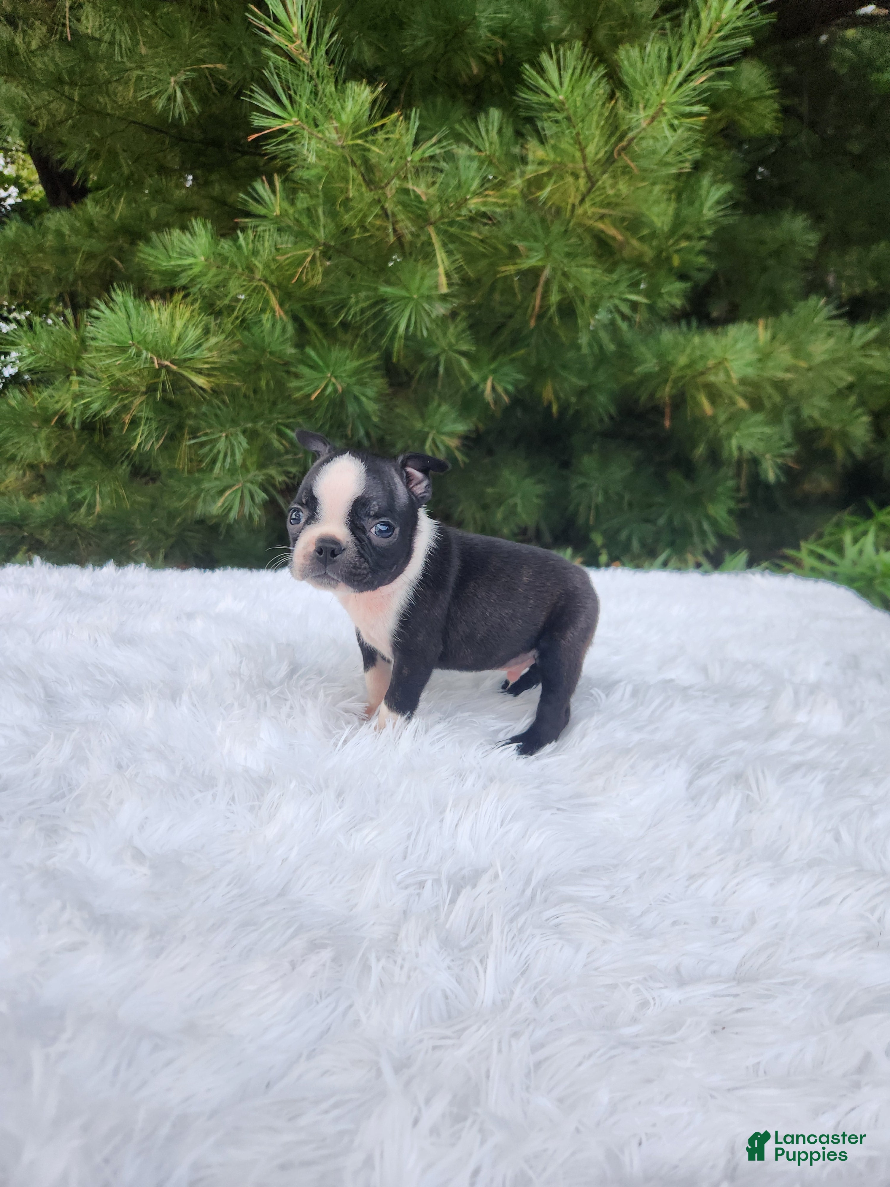 Boston Terrier dogs Peanut - Ad 2