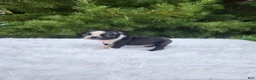 Boston Terrier dogs for sale: Peanut - Ad 2