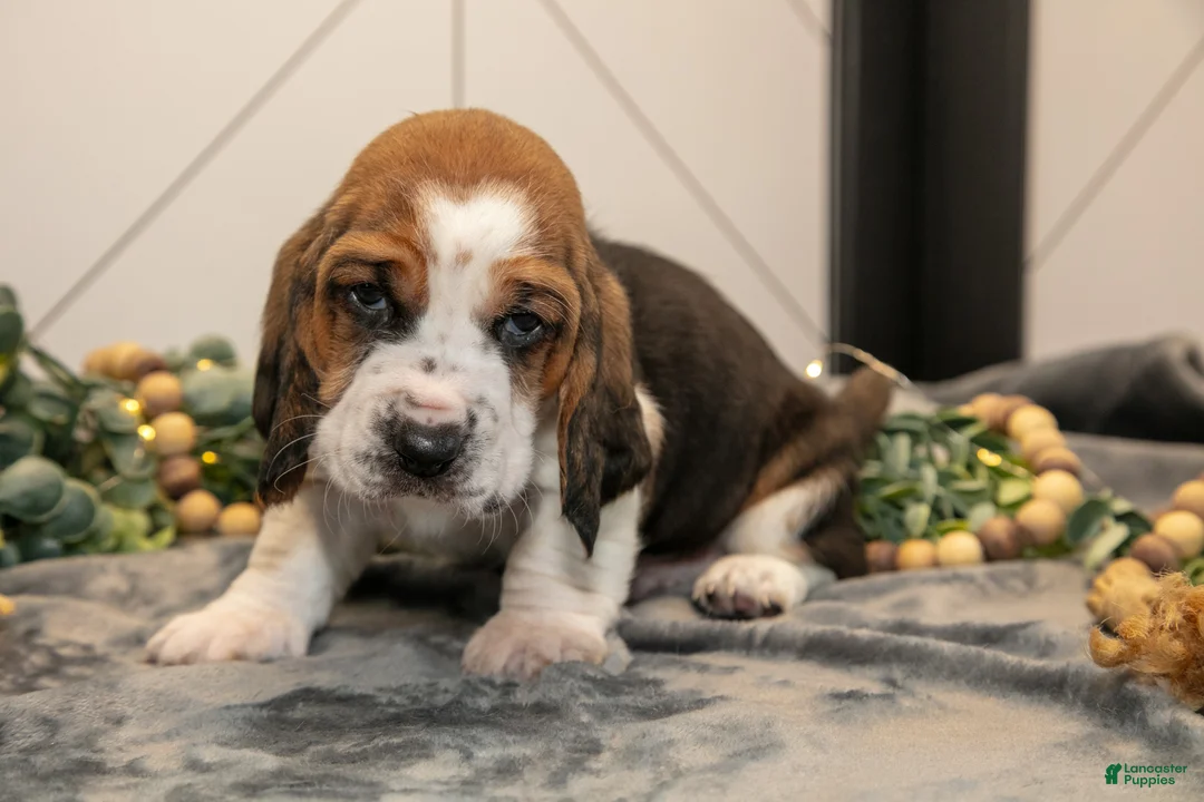 Basset Hound dogs for sale: Gunner - Ad 3