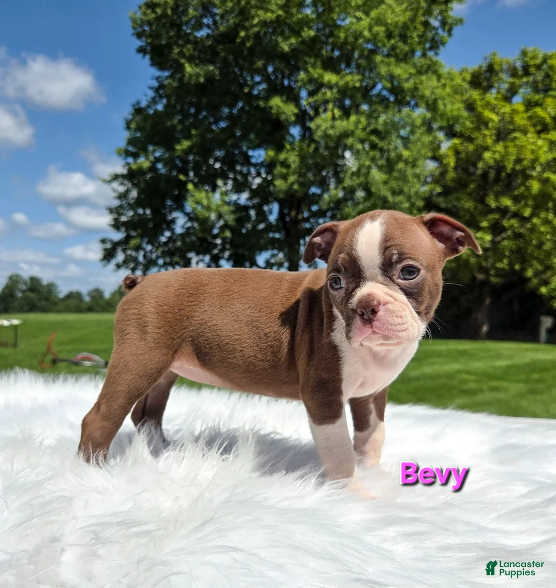 Boston Terrier dogs for sale: Bevy - Ad 1