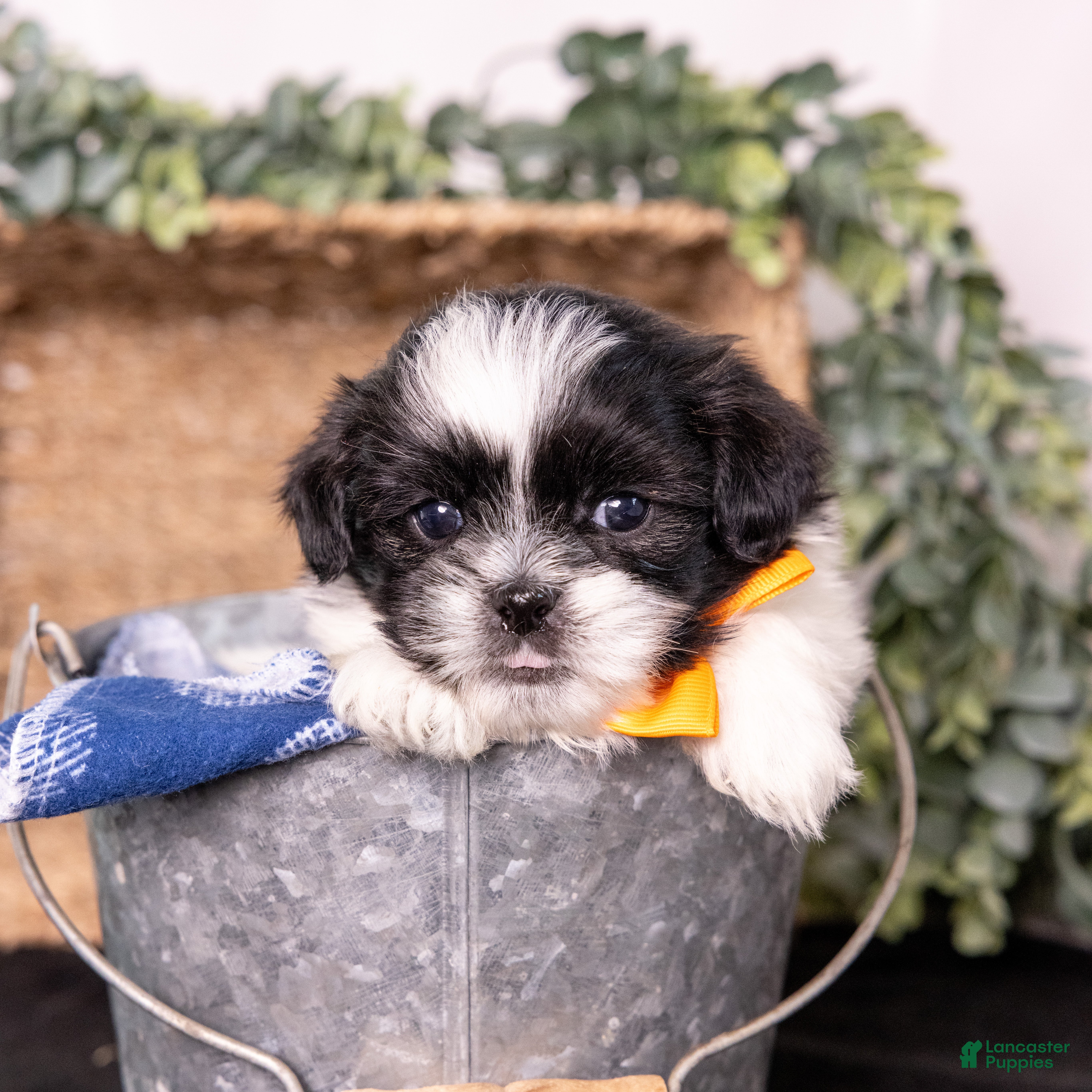 Mixed Breed dogs Waylon - Ad 2
