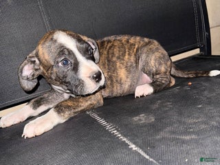 Mixed Breed dogs - Ad 22