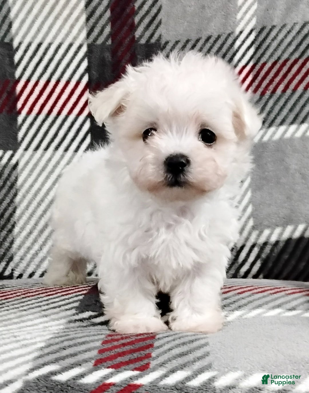 Maltese dogs for sale: Marco - Ad 3