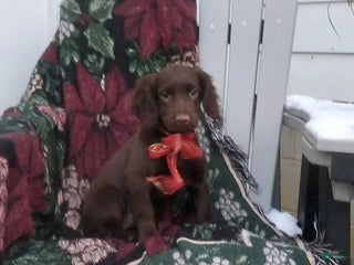 English Cocker Spaniel dogs - Ad 18