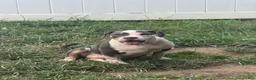 American Bully dogs for sale: Harley - Ad 9