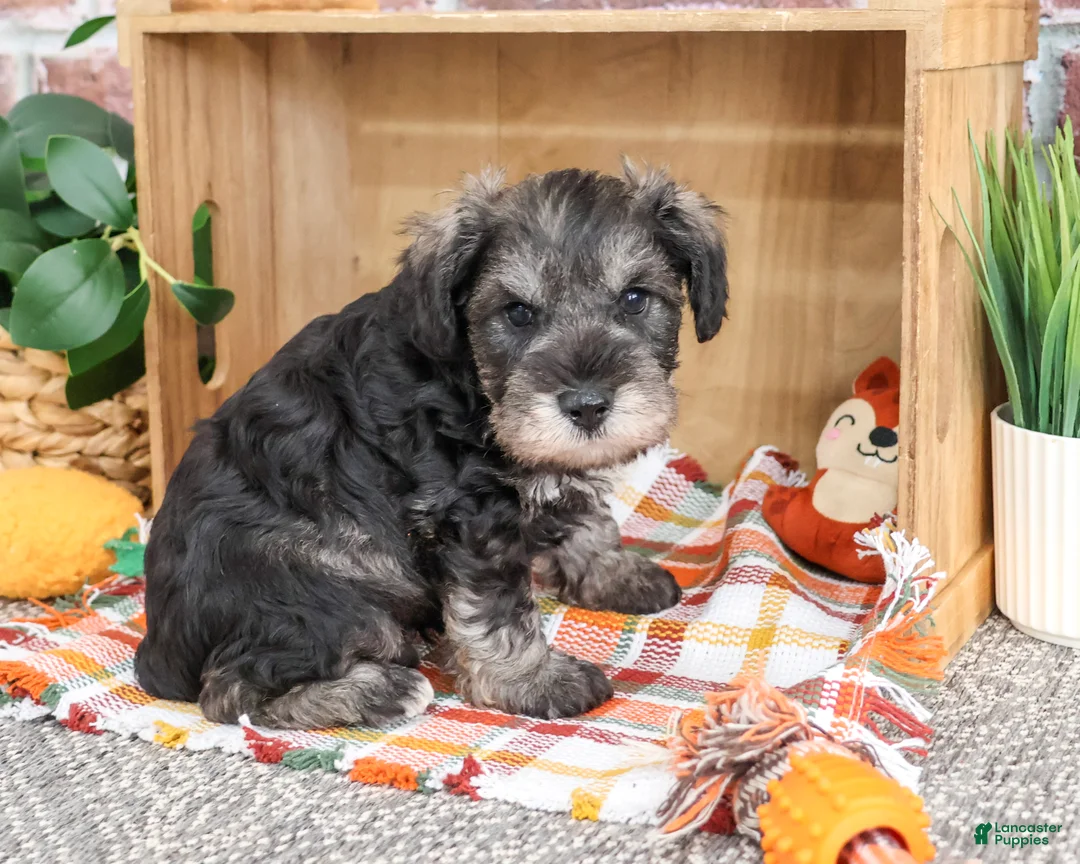 Miniature Schnauzer dogs for sale: Kennedy - Ad 2