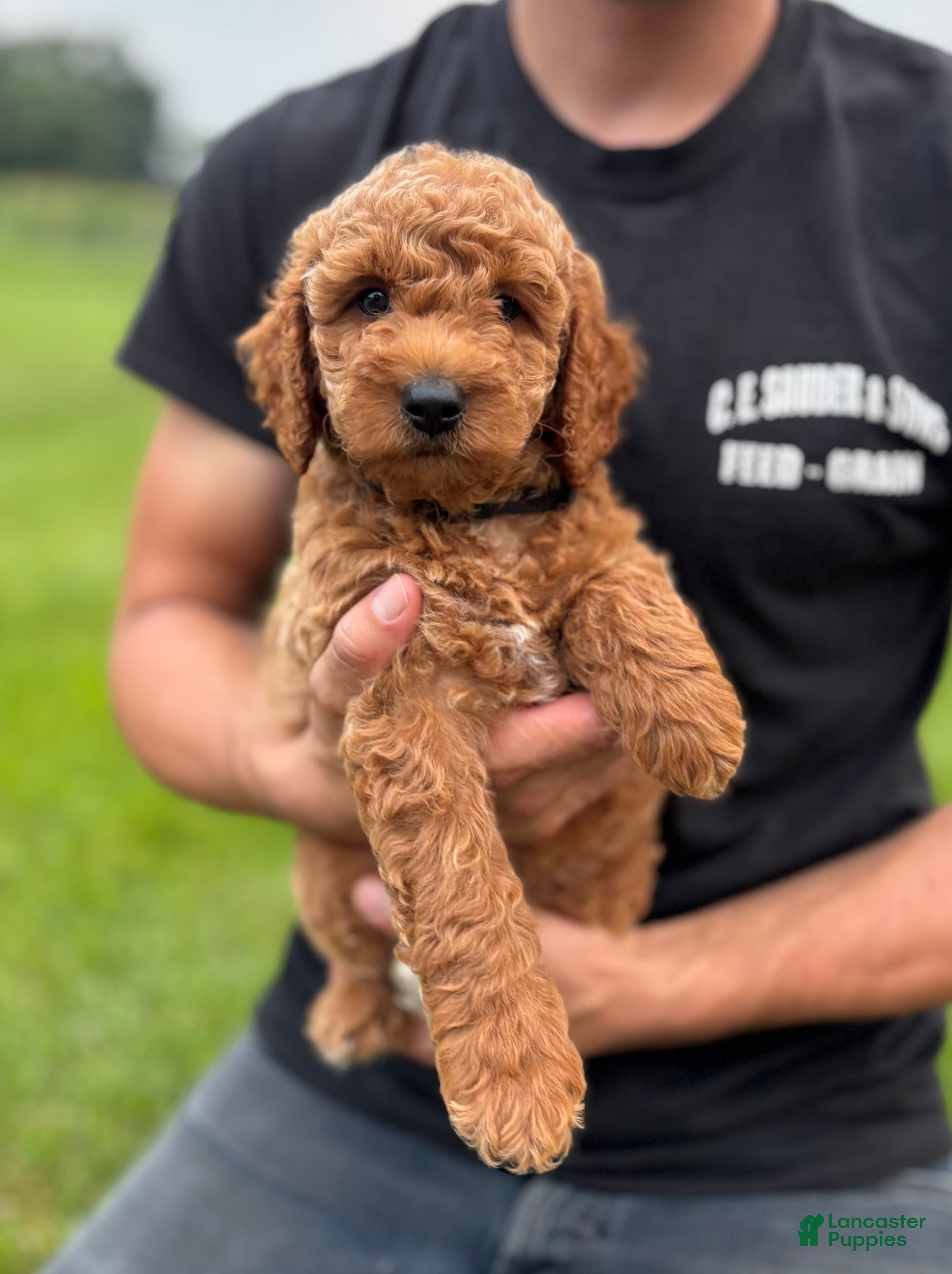 Mini Goldendoodle dogs Charlie - Ad 1